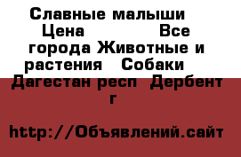 Славные малыши! › Цена ­ 10 000 - Все города Животные и растения » Собаки   . Дагестан респ.,Дербент г.